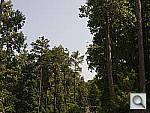 Click to see EP3PINE_ACRu300r03.JPG