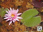 Click to see YP7031583.JPG