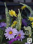 Click to see YSAB80091.JPG