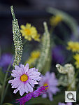 Click to see YSAB80097.JPG