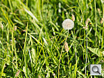 Click to see YSAB80156.JPG