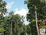 Click to see EPM1PINE_IB.JPG