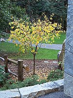 Click to see Y100_0091.JPG