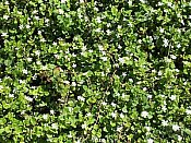 Kodak EasyShare-One digital camera image