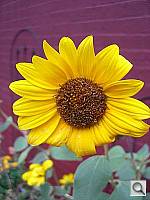 Click to see YCIMG0667.JPG