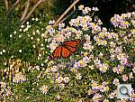 Click to see YCIMG0763.JPG