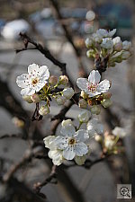 Click to see YIMG_0744.JPG