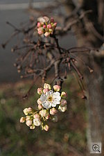 Click to see YIMG_0748.JPG