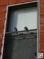 Click to see YCIMG0165.JPG