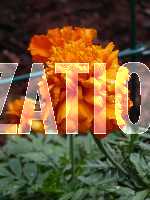 Click to see F10YPICT0029.JPG