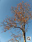 Click to see YF550_027.JPG