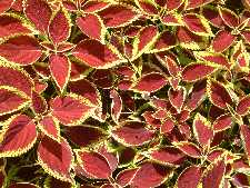 Click to see YDSCF0006.JPG