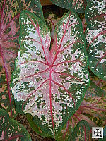 Click to see YDSC00816.JPG