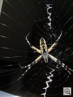 Click to see YDSC00834.JPG