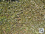 Click to see YP5180001.JPG