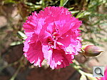 Click to see YP5180002.JPG