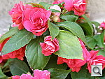 Click to see YP5180007.JPG