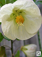 Click to see YP5180009.JPG