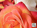 Click to see YP5180018.JPG