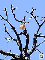 Click to see YP6060012.JPG