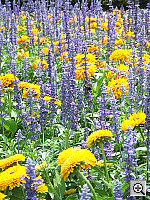 Click to see YDSCF0554.JPG