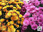 Click to see Y3-P1010202.JPG