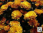 Click to see Y4-P1010205.JPG