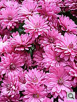 Click to see Y5-P1010207.JPG
