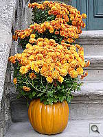 Click to see Y9-P1010234.JPG
