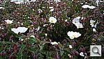 Click to see YP1010421.JPG
