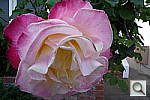 Click to see YP1010442.JPG