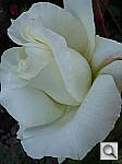 Click to see YP1010443.JPG