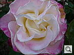 Click to see YP1010444.JPG
