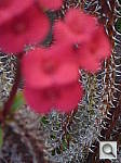 Click to see YP1010449.JPG