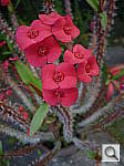 Click to see YP1010450.JPG