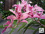 Click to see YP1010454.JPG
