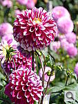 Click to see YP1000280.JPG