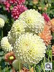 Click to see YP1000286.JPG