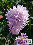 Click to see YP1000288.JPG