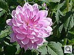 Click to see YP1000289.JPG