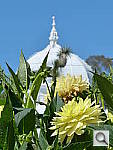 Click to see YP1000292.JPG