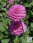 Click to see YP1000293.JPG