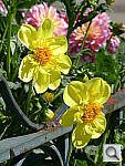Click to see YP1000294.JPG