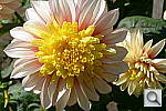 Click to see YP1000301.JPG