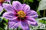 Click to see YP1000315.JPG