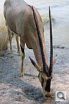 Click to see YP1000350.JPG