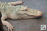Click to see YP1000375.JPG