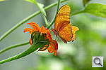 Click to see YP1000426.JPG