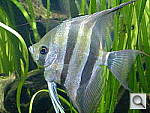 Click to see YP1000429.JPG