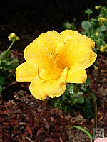 Click to see YP1010652.JPG